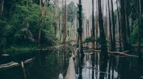 How to Handle Flooding on Your Homestead Image